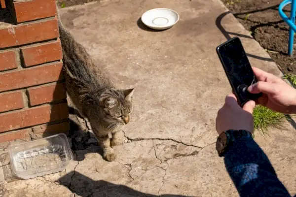 man maakt foto's van zwerfkat