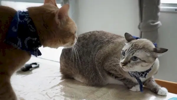 고양이 두 마리가 싸움을 벌이는 이미지.