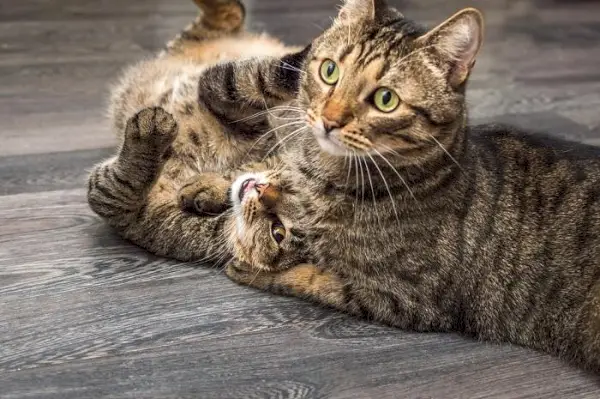 Bild einer spielenden Katze.