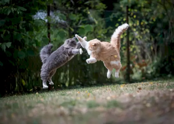 Image de deux chats impliqués dans une bagarre.