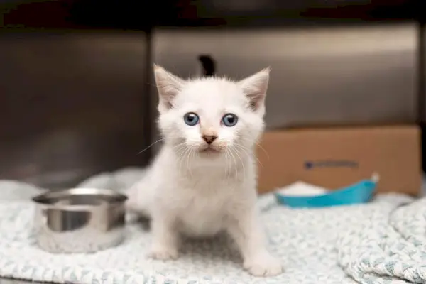 毛布の上の小さな子猫