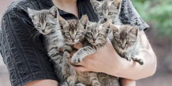 Persoon die een stel kittens vasthoudt