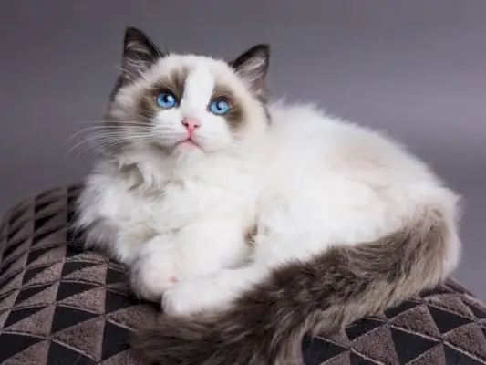 Patelė Ragdoll Cat