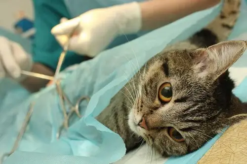 Gato recebendo tratamento de veterinário