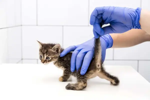 Gatinho levantando veterinário