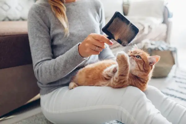 Peinando el gato pelirrojo con un cepillo de peine en casa