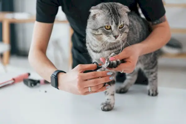 Revisando las uñas de la pata