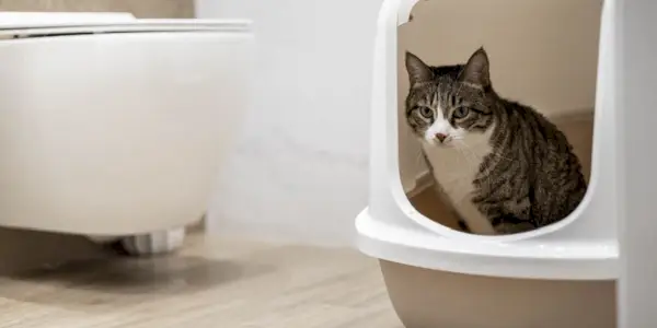 Gato orinando o defecando en una caja de arena cubierta.