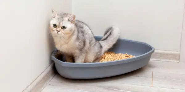 Katze versucht, in einer Katzentoilette zu kacken oder zu pinkeln.