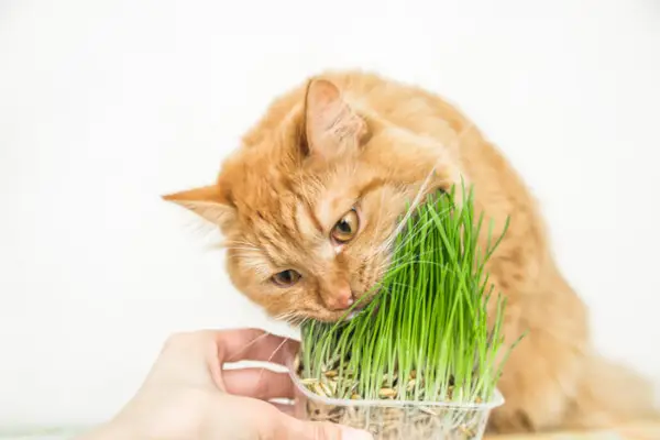 Gatto che mangia erba