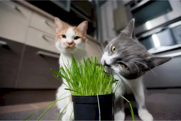 Hierba para gatos: qué es, cómo cultivarla y más