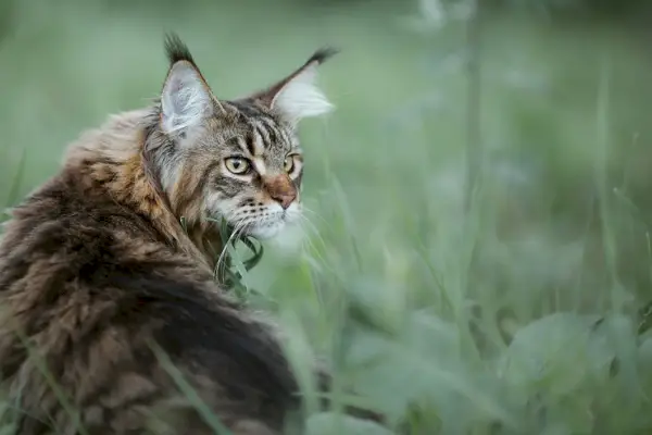 Kendine özgü uzun kürkünü, püsküllü kulaklarını ve çarpıcı yüz özelliklerini sergileyen görkemli Maine Coon kedisinin çarpıcı görüntüsü.