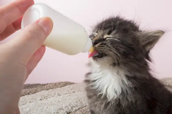 Une image capturant le spectacle attachant d’un chaton tenant un biberon