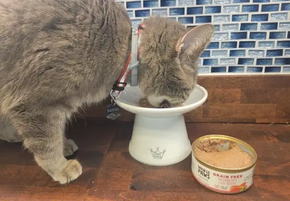 transição de um gato para comida de gato úmida