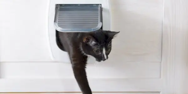 cat exiting a cat flap door