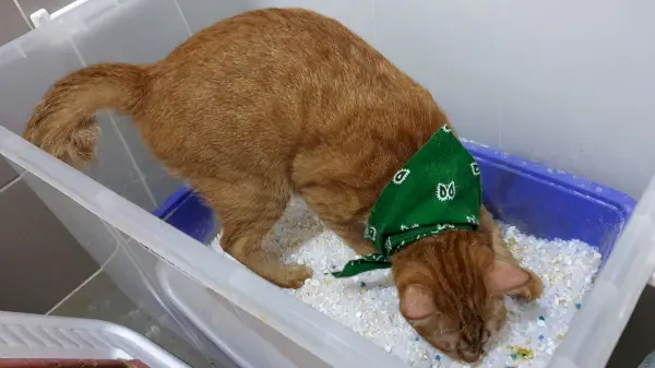 plastik saklama kutusunun içinde çöp kutusu kullanan kedi