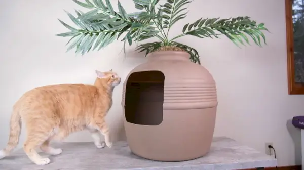 Gato naranja frente a una caja de arena con maceta falsa