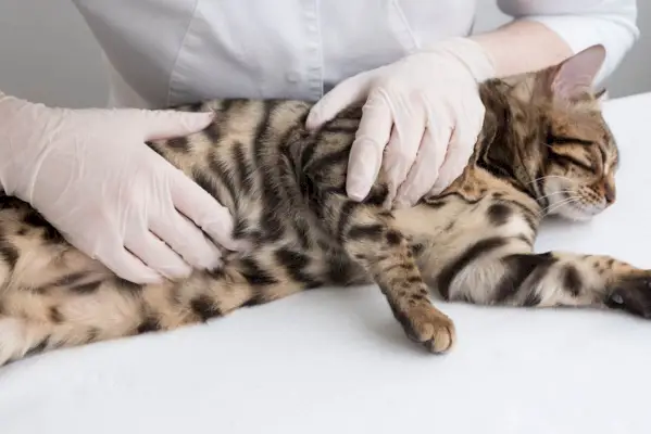 el veterinario siente al gato