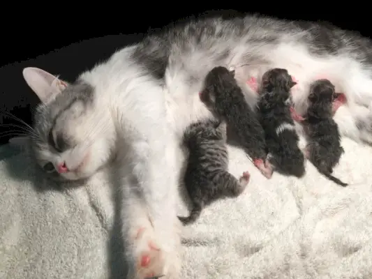 Mère chat moelleux enceinte accoucher