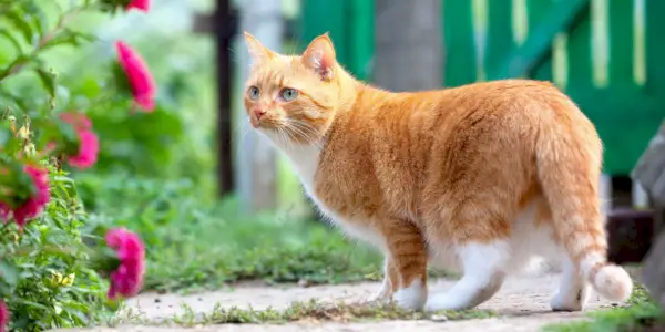 Rode kat loopt op de boerderij