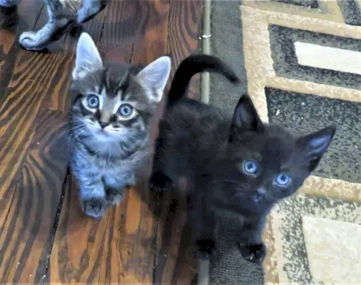 Twee kittens op de grond bij Kitty Mom