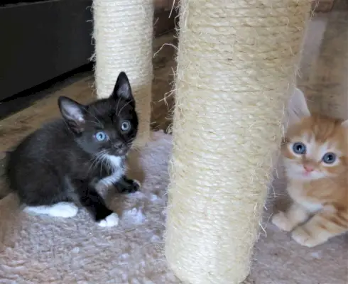 gatinho preto e branco com gatinho laranja no poste para coçar