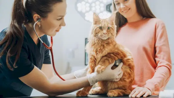 En kvinnlig veterinär håller ett stetoskop mot en katts bröst på ett undersökningsbord medan kattens ägare tittar bakom katten.