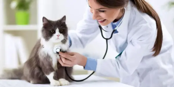 Persisk katt med veterinærlege på veterinærklinikk