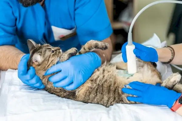 Echographie du chat chez le vétérinaire.