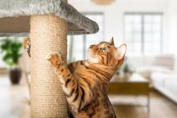 chat roux avec un poteau pour chat