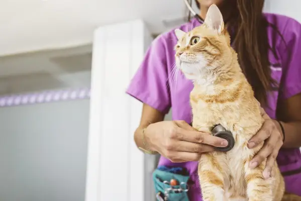 El médico veterinario está haciendo un chequeo de un lindo y hermoso gato