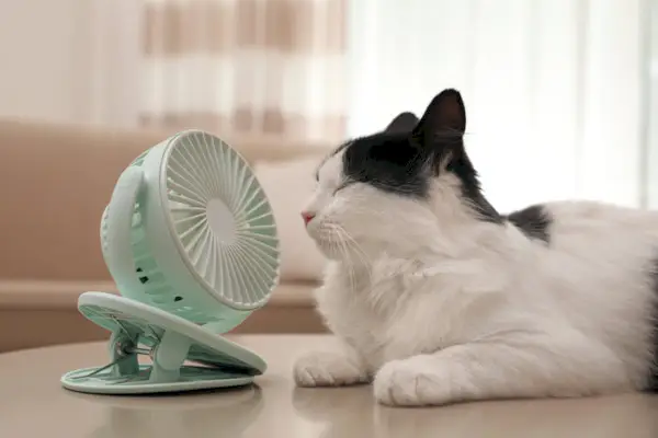 Cat fan