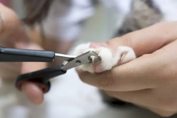 Coupe-ongles pour chat