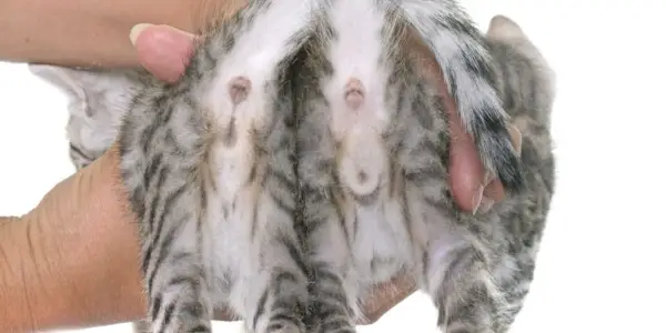 Vérification des organes génitaux des chatons pour le sexe mâle ou femelle