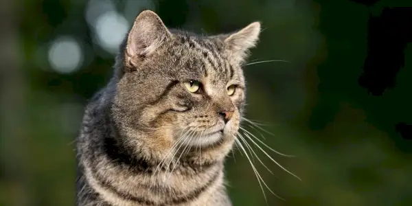 Alter Kater mit getigerter Katze draußen in einem Garten im Sommer