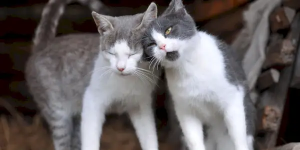 Erkek ve Dişi Kediler: Görünüm ve Kişilik Farklılıkları