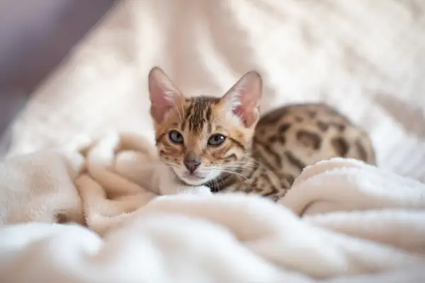 Katze schläft mit Decke