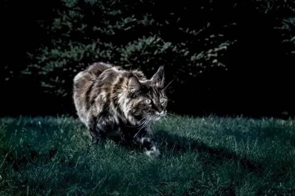 Katze geht nachts in der Nacht spazieren