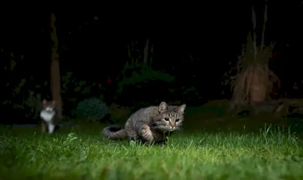 gato caminando por la noche