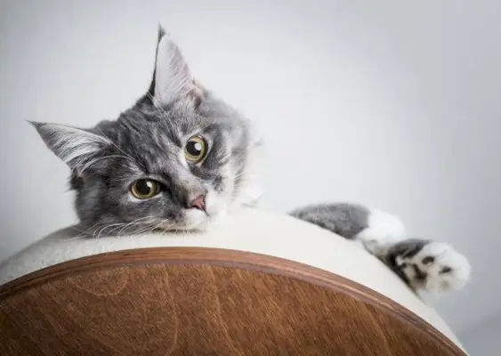 gato en cama para gatos