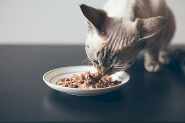 Gato de pêlo curto em primeiro plano comendo comida úmida em uma tigela pequena.