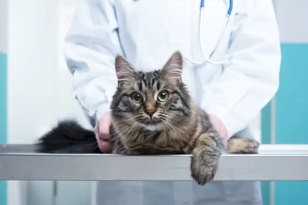 En tabby katt i förgrunden på ett undersökningsbord som försiktigt hålls av en veterinär med vit päls och stetoskop.