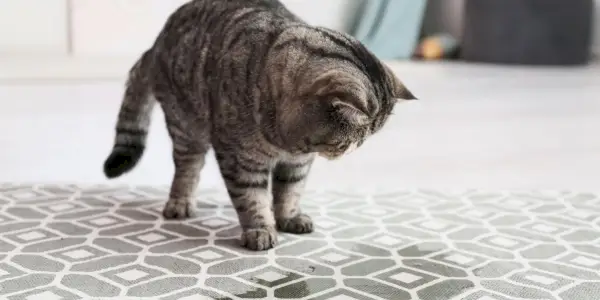 Come impedire a un gatto di fare pipì sul tappeto