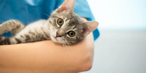 Imagem de um gato no veterinário.