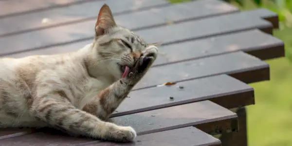 Kedi Tüyü Biçme Nasıl Durdurulur: Veteriner Onaylı 5 Adım