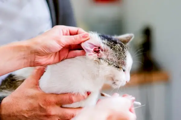 Afbeelding van het proces van het controleren van een kat