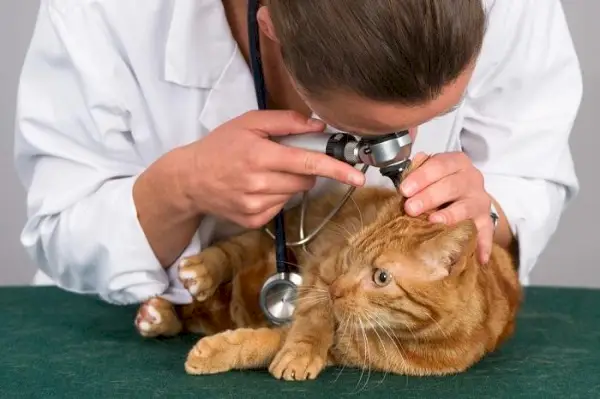 Imagen que muestra a un veterinario revisando a un gato.