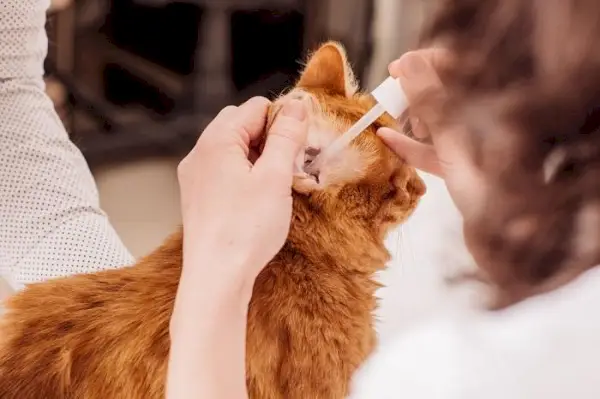 Image représentant une goutte d’oreille de chat.