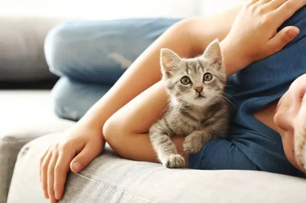 Kitten knuffelen met een kind.