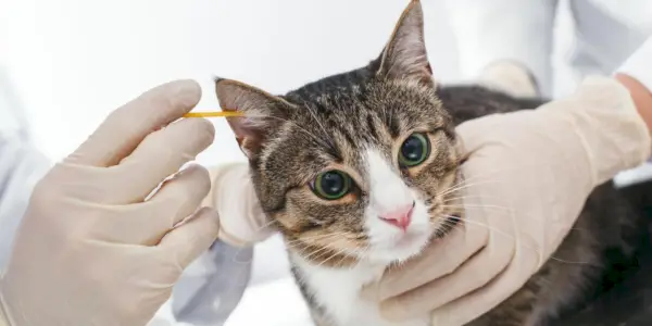 고양이 귀 청소 방법: 간단한 10단계 과정